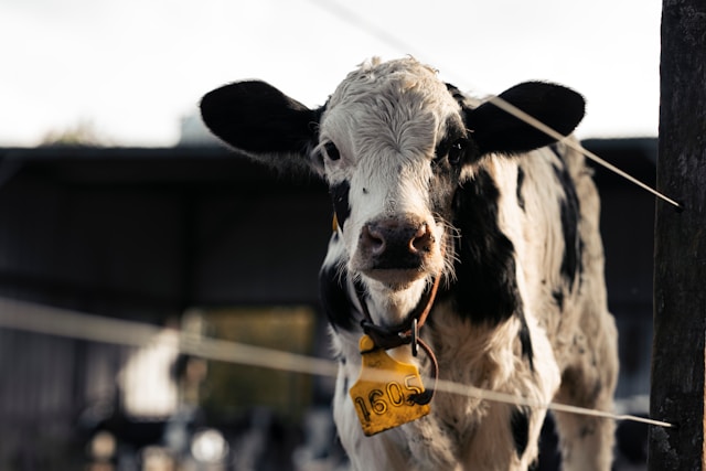 Animal Supplements