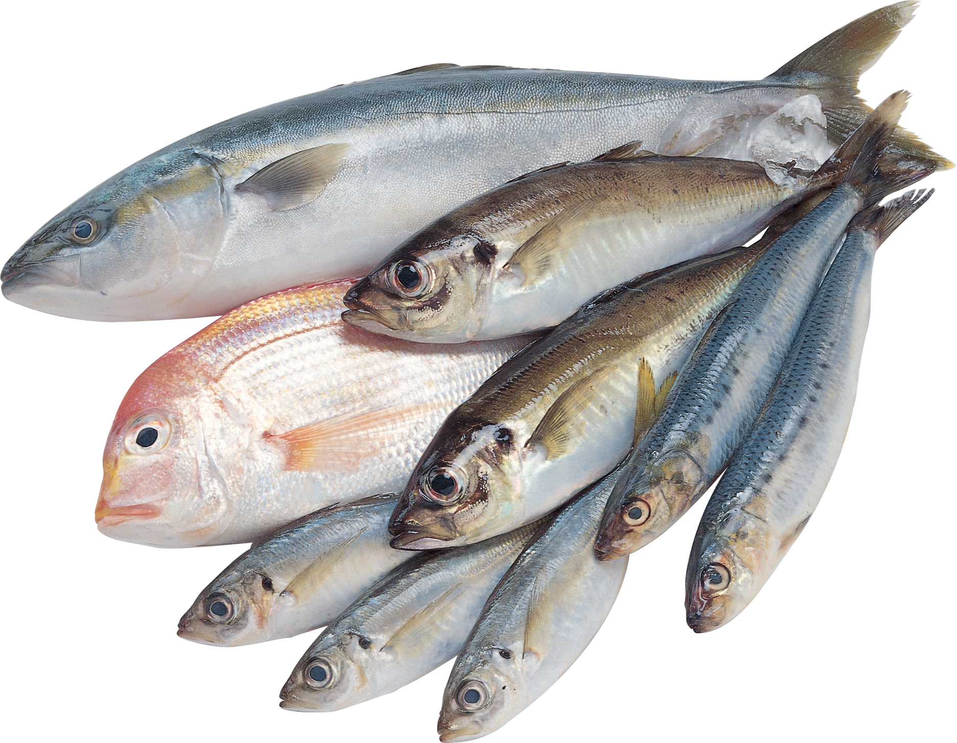 Aquaculture Water Treatment