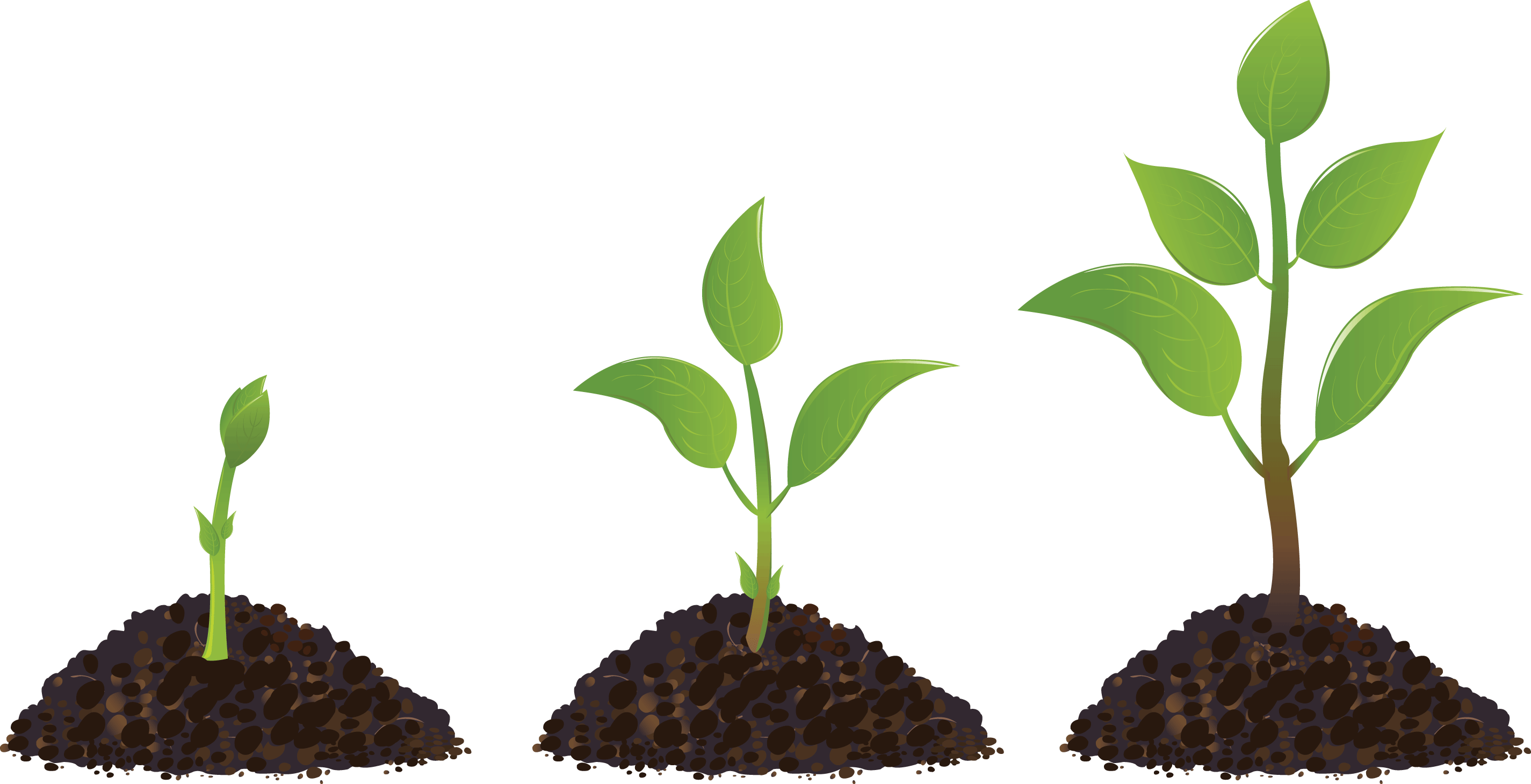 Organic Fertilizer